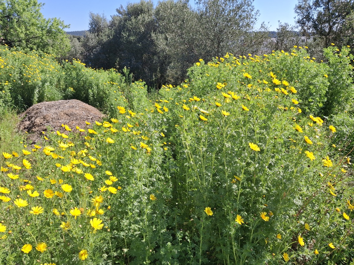 Terrain - La Ciotat